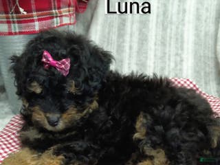 Mini Bernedoodle dogs Luna - Ad 18