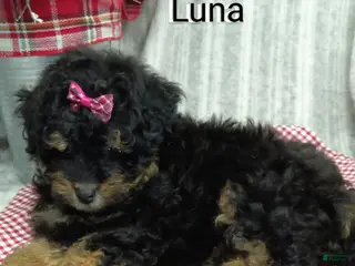 Mini Bernedoodle dogs Luna - Ad 26