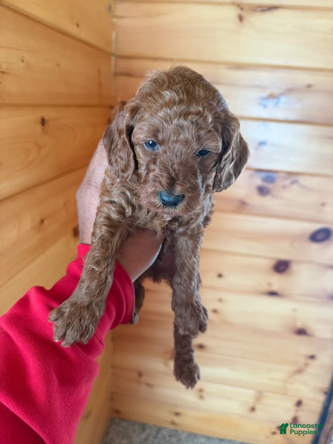 Miniature Poodle dogs for sale: Miniature Poodle Puppy 4 - Ad 1