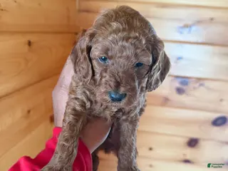 Miniature Poodle dogs Miniature Poodle Puppy 4 - Ad 25