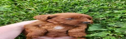 Cavapoo dogs for sale: Fiona  - Ad 6