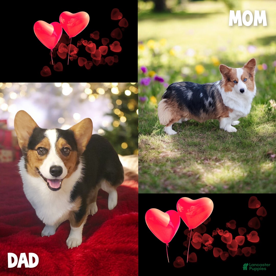 Welsh Corgi Pembroke dogs for sale: Blitzen fluffy  - Ad 10
