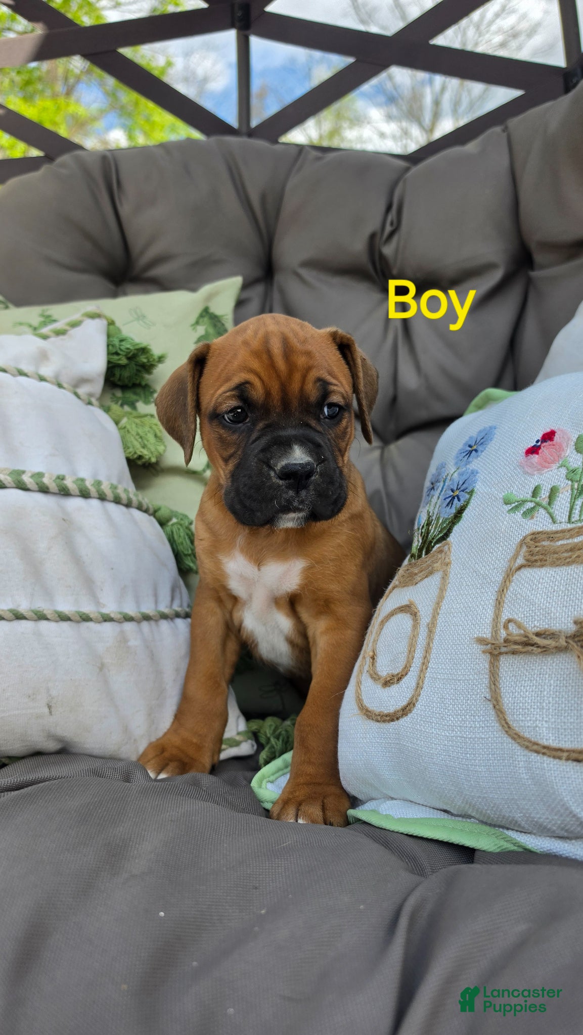 Boxer dogs Boxer Puppy 3 - Ad 21