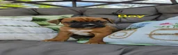 Boxer dogs for sale: Boxer Puppy 3 - Ad 1