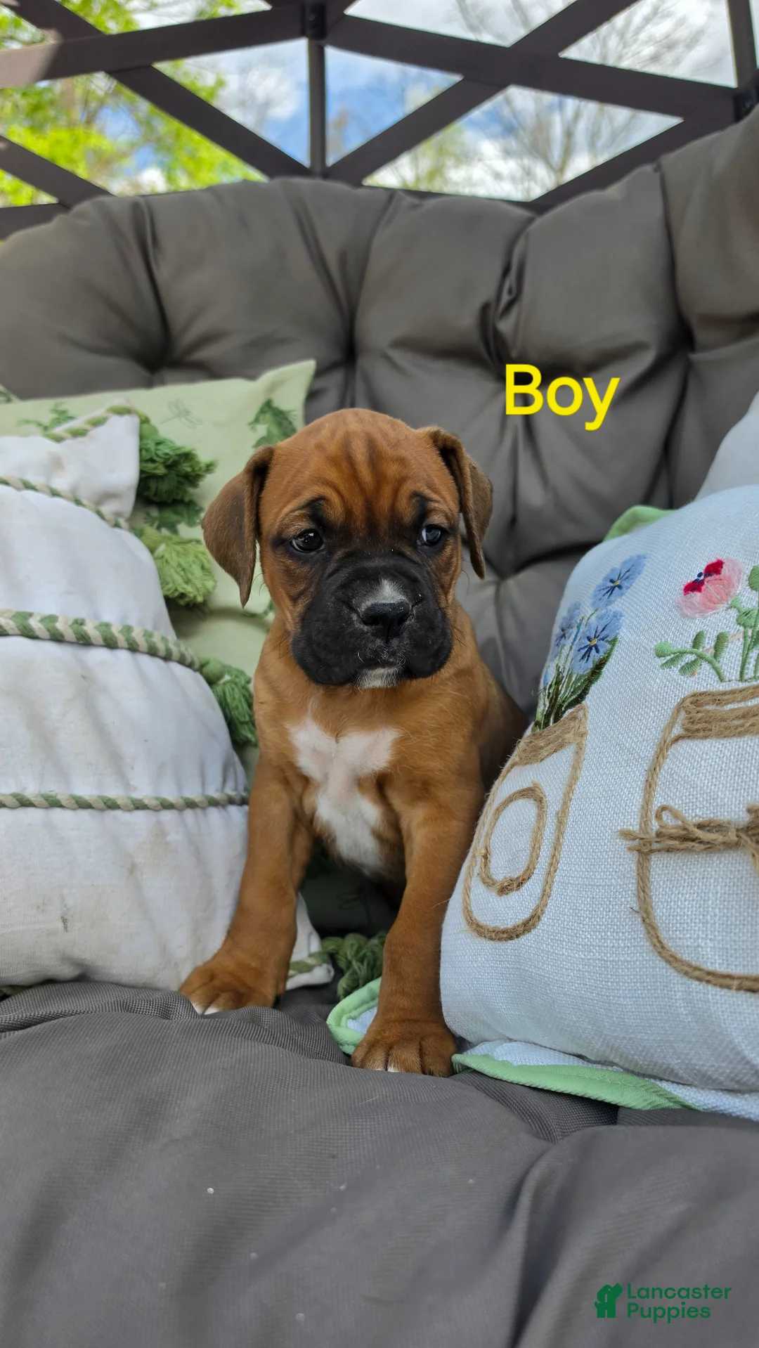 Boxer dogs for sale: Boxer Puppy 3 - Ad 1