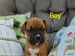 Boxer dogs Boxer Puppy 3 - Ad 26