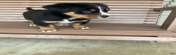 Greater Swiss Mountain Dog dogs for sale:  Bart - Ad 9