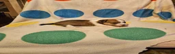 Chihuahua dogs for sale: Frari - Ad 11