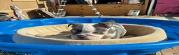 English Bulldog dogs for sale: Marshmallow - Ad 2