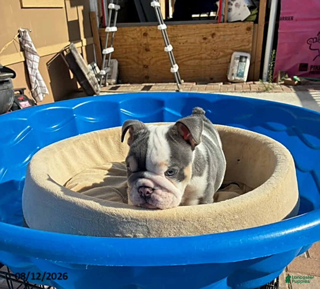 English Bulldog dogs for sale: Marshmallow - Ad 2