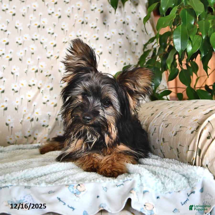 Yorkshire Terrier dogs Anthony - Ad 8