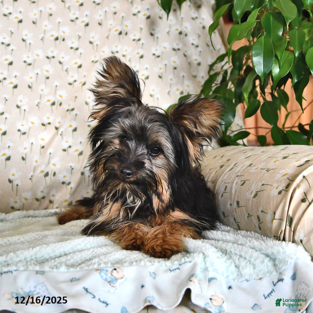 Yorkshire Terrier dogs for sale: Anthony - Ad 3