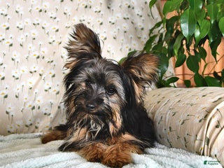 Yorkshire Terrier dogs Anthony - Ad 31