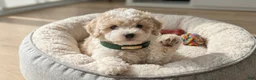 Maltipoo dogs for sale: GUCCI - Ad 3