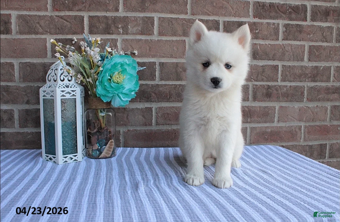 Pomsky dogs for sale: Penelope - Ad 1