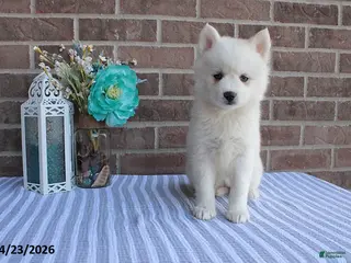 Pomsky dogs for sale: Penelope - Ad 3