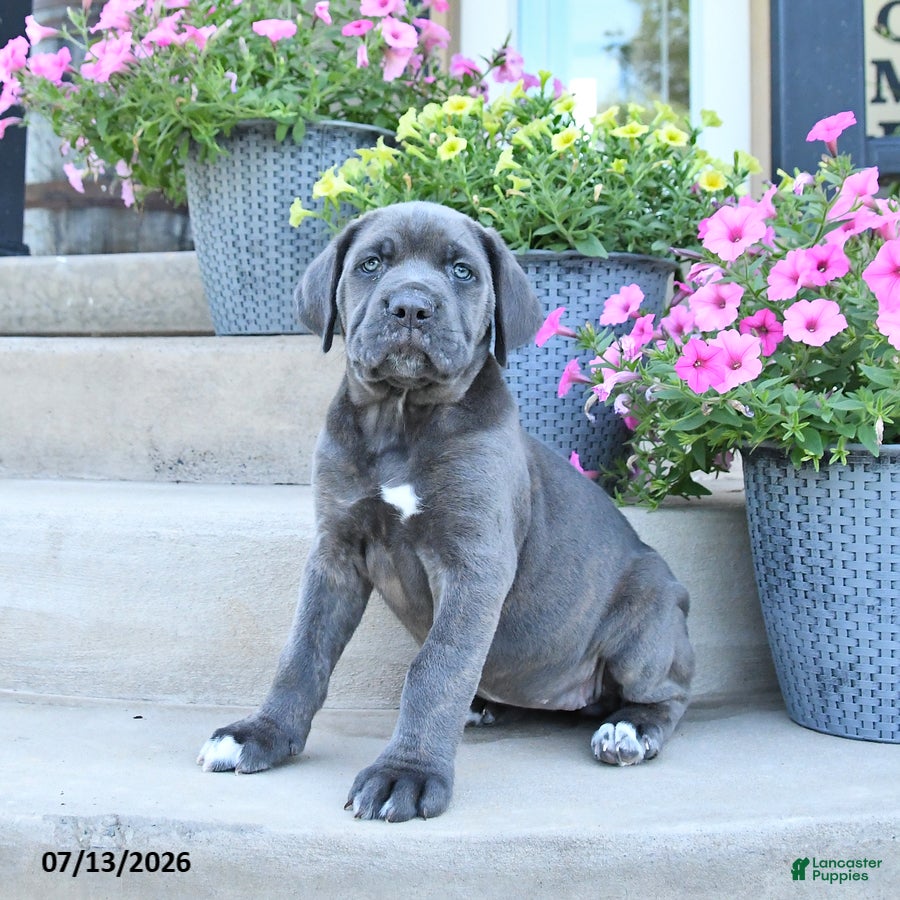 Cane Corso dogs Roxie - Ad 1