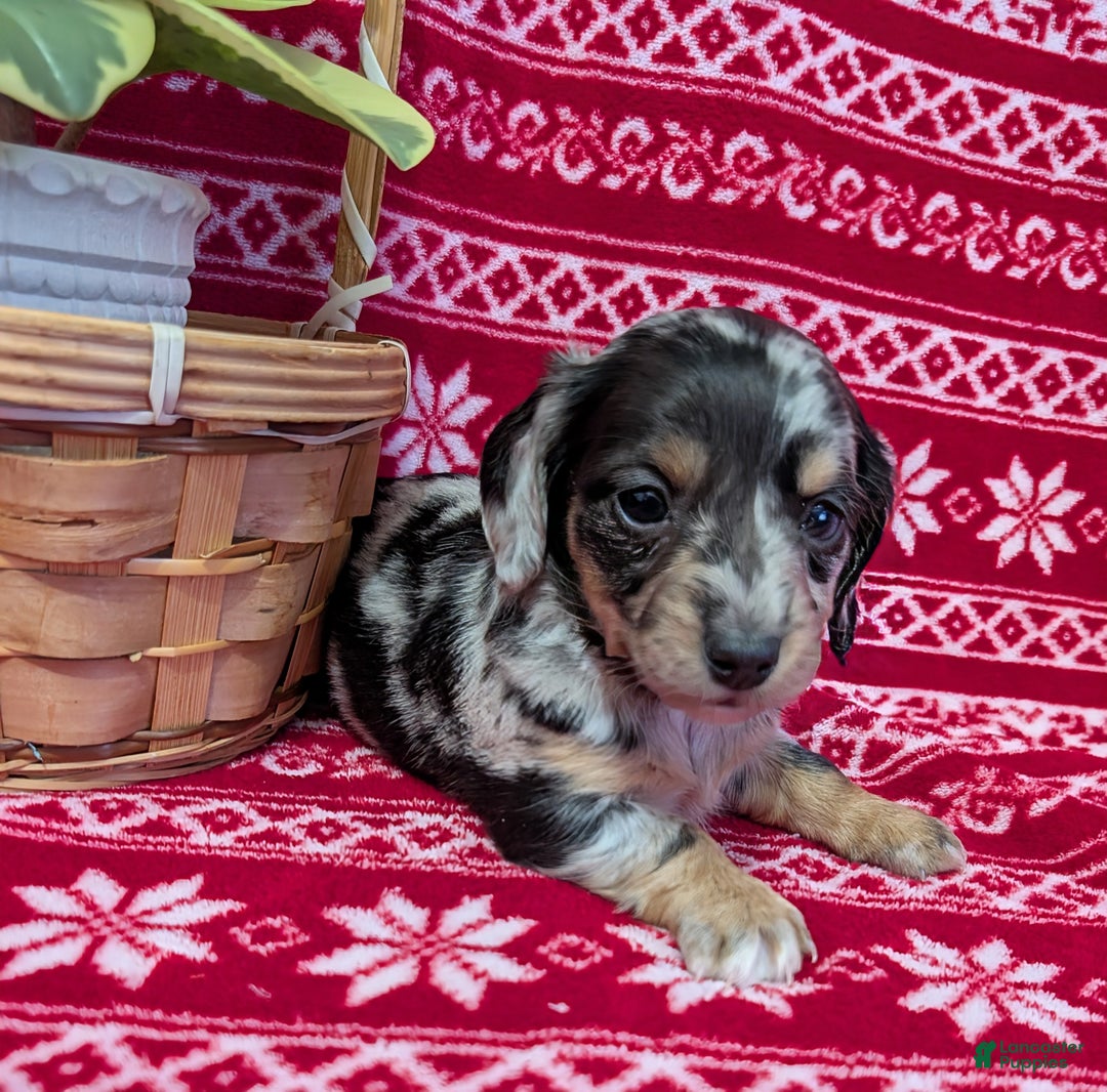Miniature Dachshund dogs for sale: Amber  - Ad 1