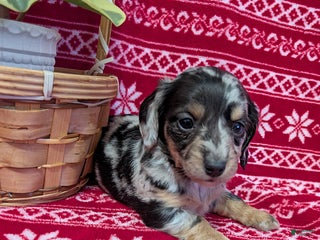 Miniature Dachshund dogs Amber - Ad 38