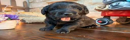Labradoodle dogs for sale: Clint (Boy) - Ad 4
