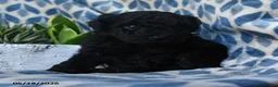 Labradoodle dogs for sale: Kofi - Ad 3