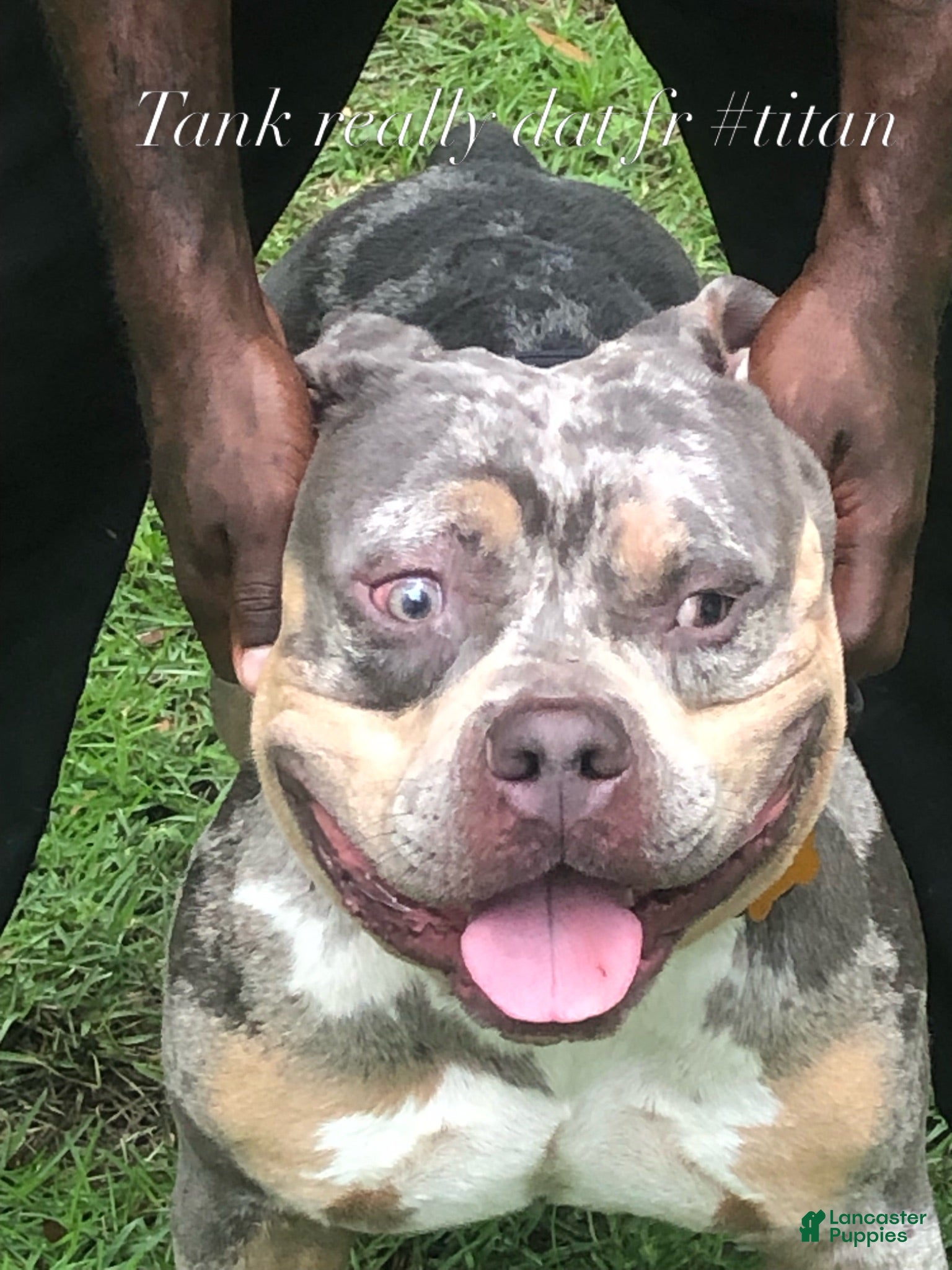 American Bulldog dogs for stud: Tank  - Ad 1