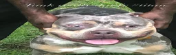 American Bulldog dogs for stud: Tank  - Ad 1