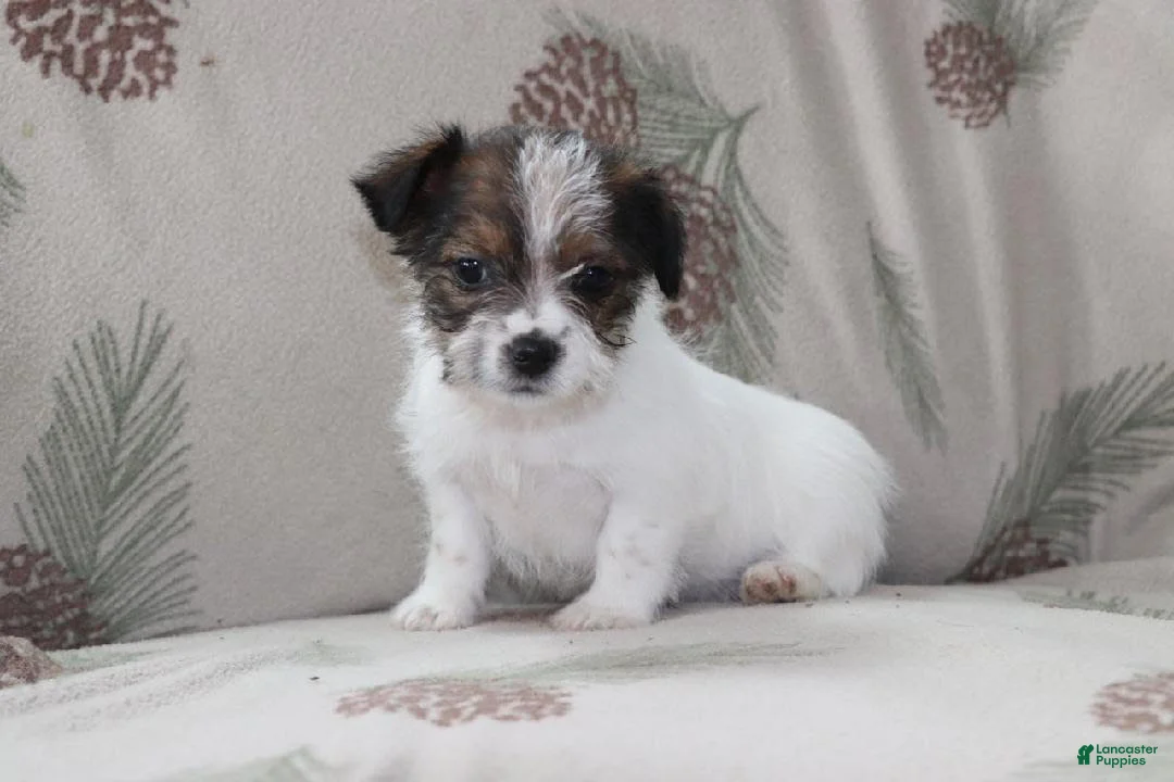 Mixed Breed dogs for sale: Jana - Ad 3