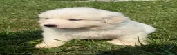 Great Pyrenees dogs for sale: Mrs Orange  - Ad 10