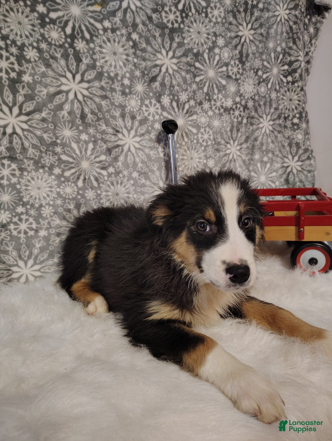 Australian Shepherd dogs for sale: Cookie - Ad 1