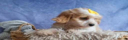 Cavachon dogs for sale: RUBY - Ad 9