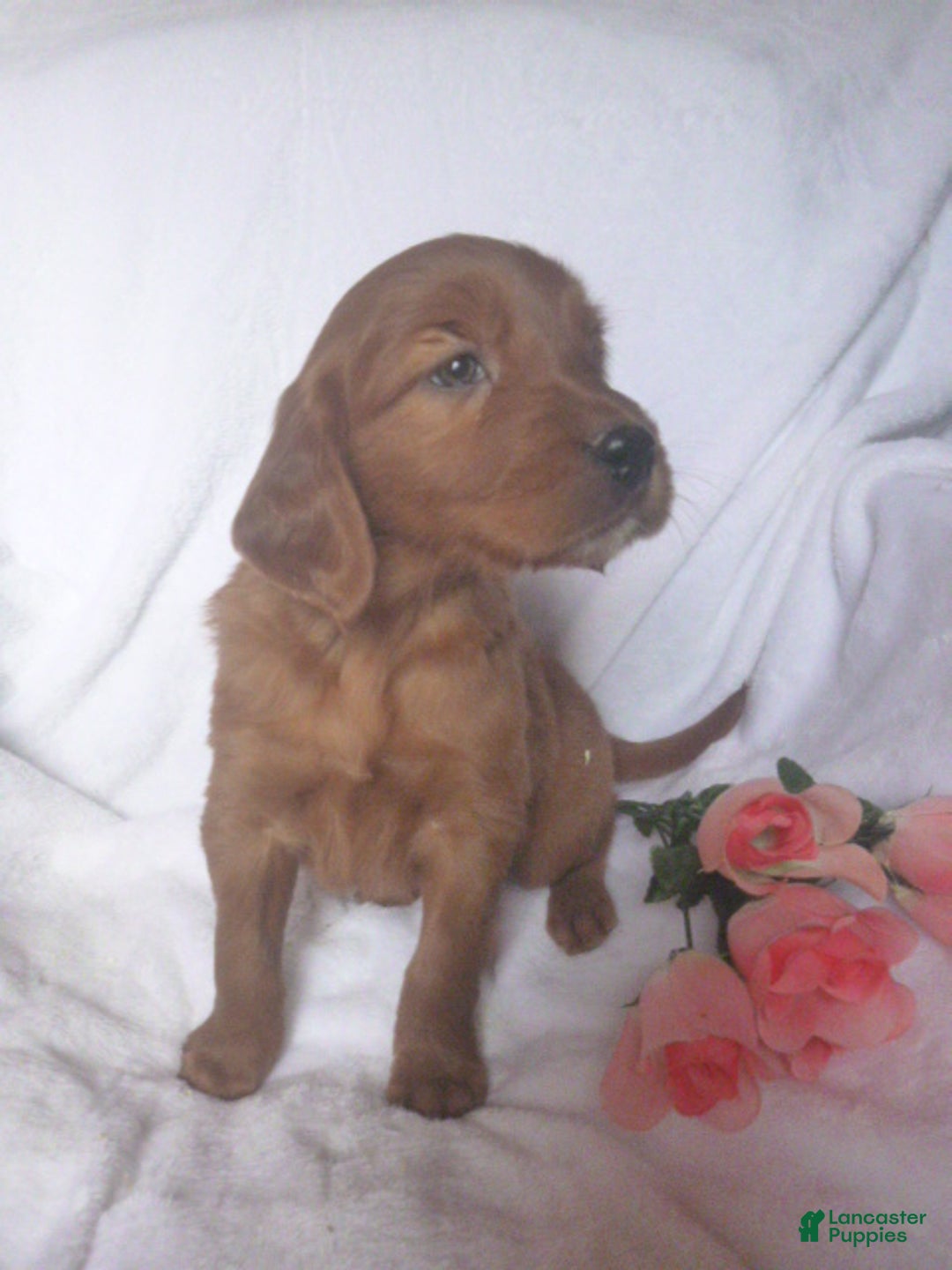 Mixed Breed dogs for sale: Patsy - Ad 3