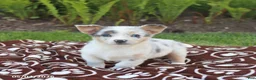 Mixed Breed dogs for sale: Sully - Ad 1