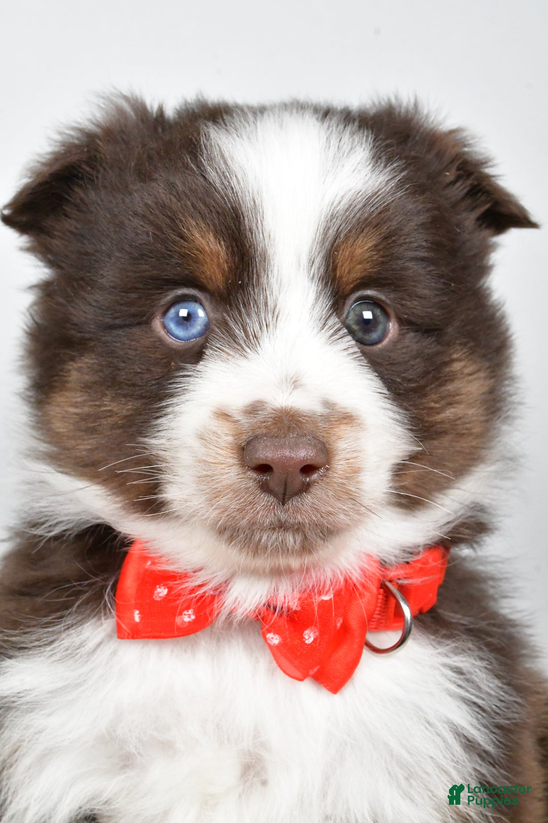 Toy Australian Shepherd dogs for sale: Benny - Ad 7