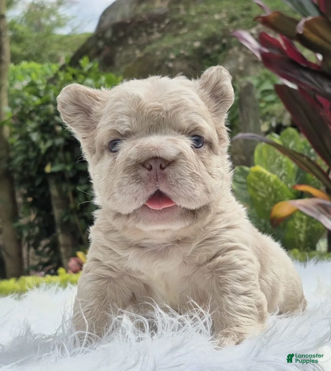 French Bulldog dogs for sale: Harley Quinn - Ad 2