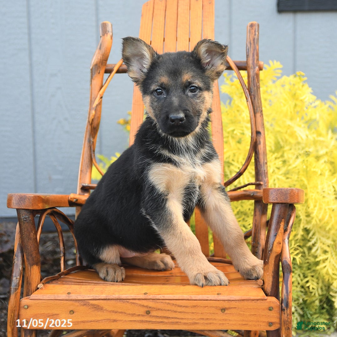 German Shepherd dogs for sale: Willow - Ad 6