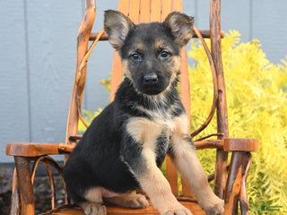 German Shepherd dogs - Ad 19