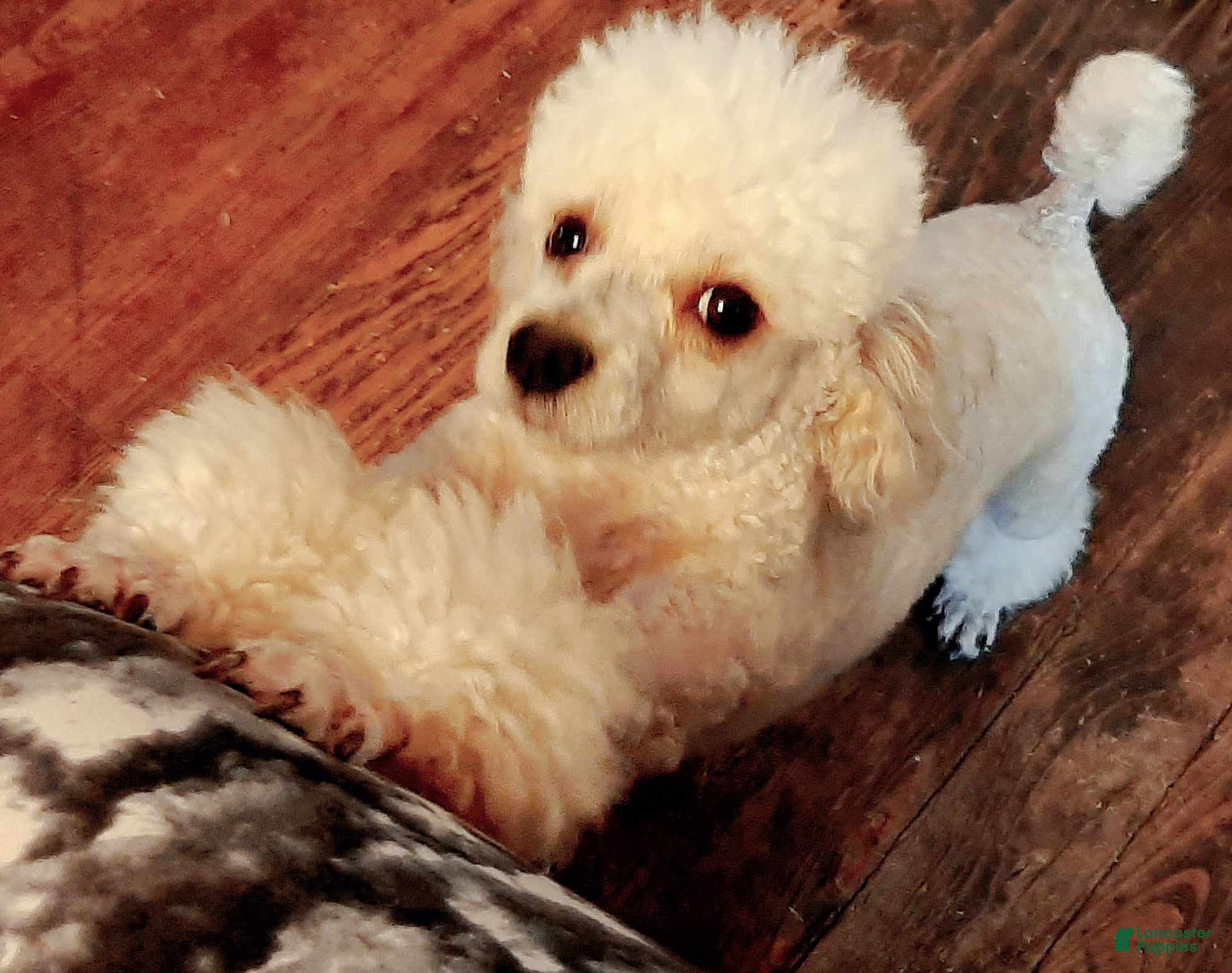 Coco