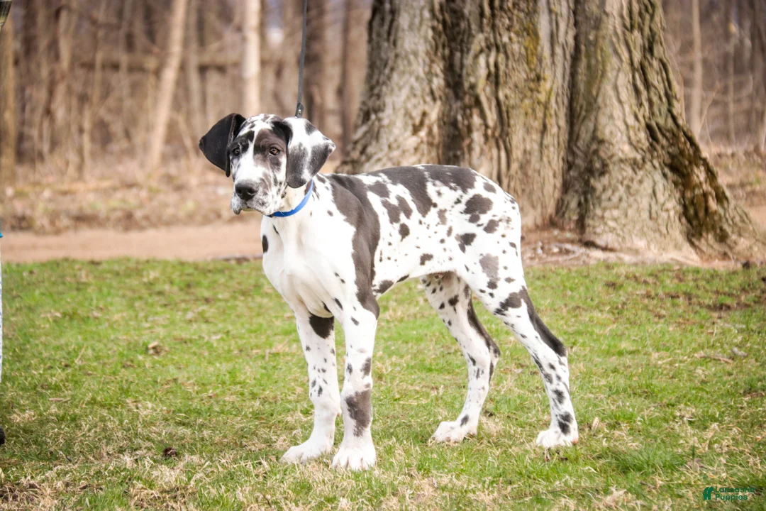 Great Dane dogs for sale: Gordon - Ad 2