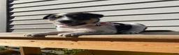Mixed Breed dogs for sale: Mickey - Ad 5