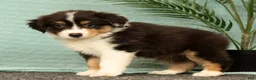 Miniature Australian Shepherd dogs for sale: Jade - Ad 5