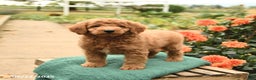 Mini Goldendoodle dogs for sale: Hickory - Ad 4