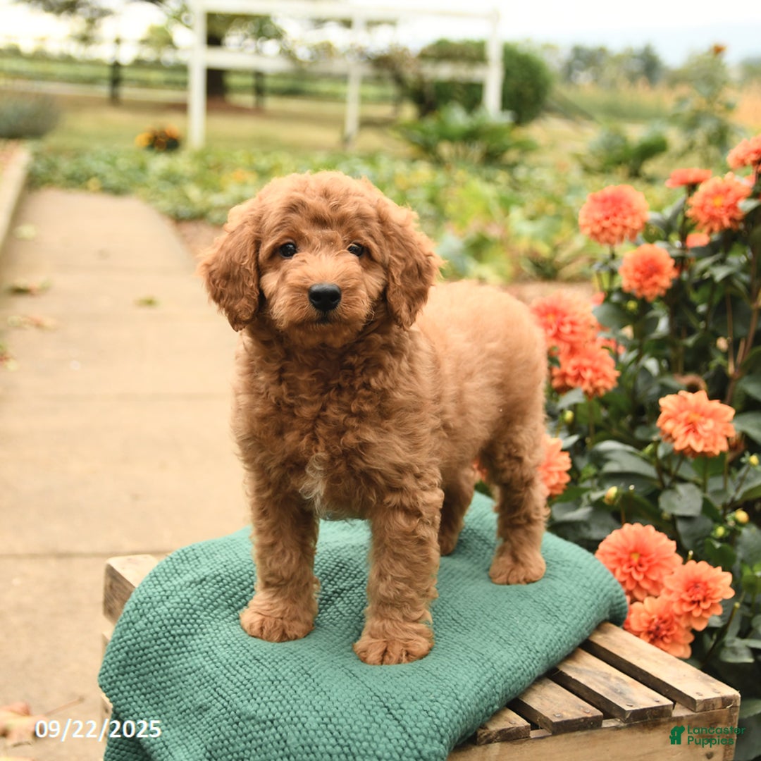 Mini Goldendoodle dogs for sale: Hickory - Ad 4