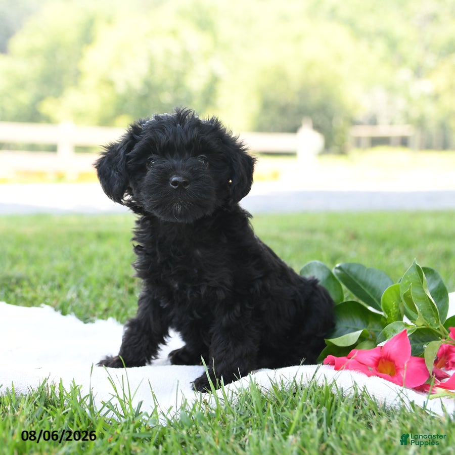 Yorkiepoo dogs Bella Stella - Ad 2