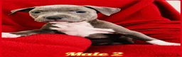 American Pit Bull Terrier dogs for sale: American Pit Bull Terrier 3 - Ad 3