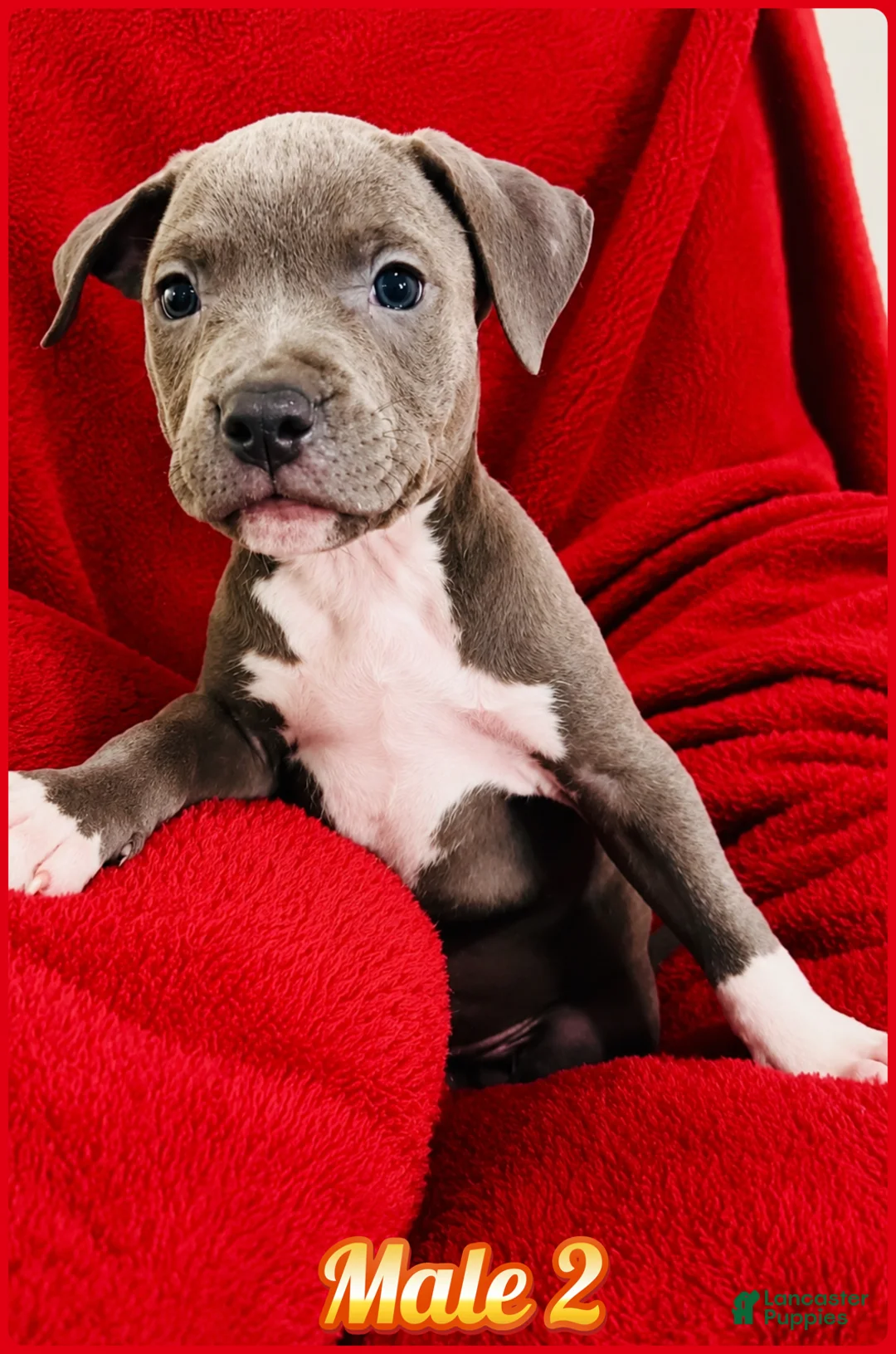 American Pit Bull Terrier dogs for sale: American Pit Bull Terrier 3 - Ad 3