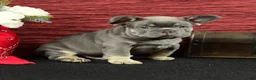 French Bulldog dogs for sale: Milo - Ad 4