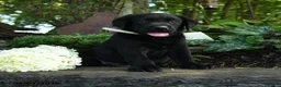 Labrador Retriever dogs for sale: Tyler - Ad 3