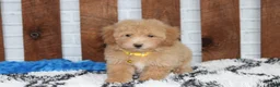 Bichpoo dogs for sale: Rowan - Ad 10