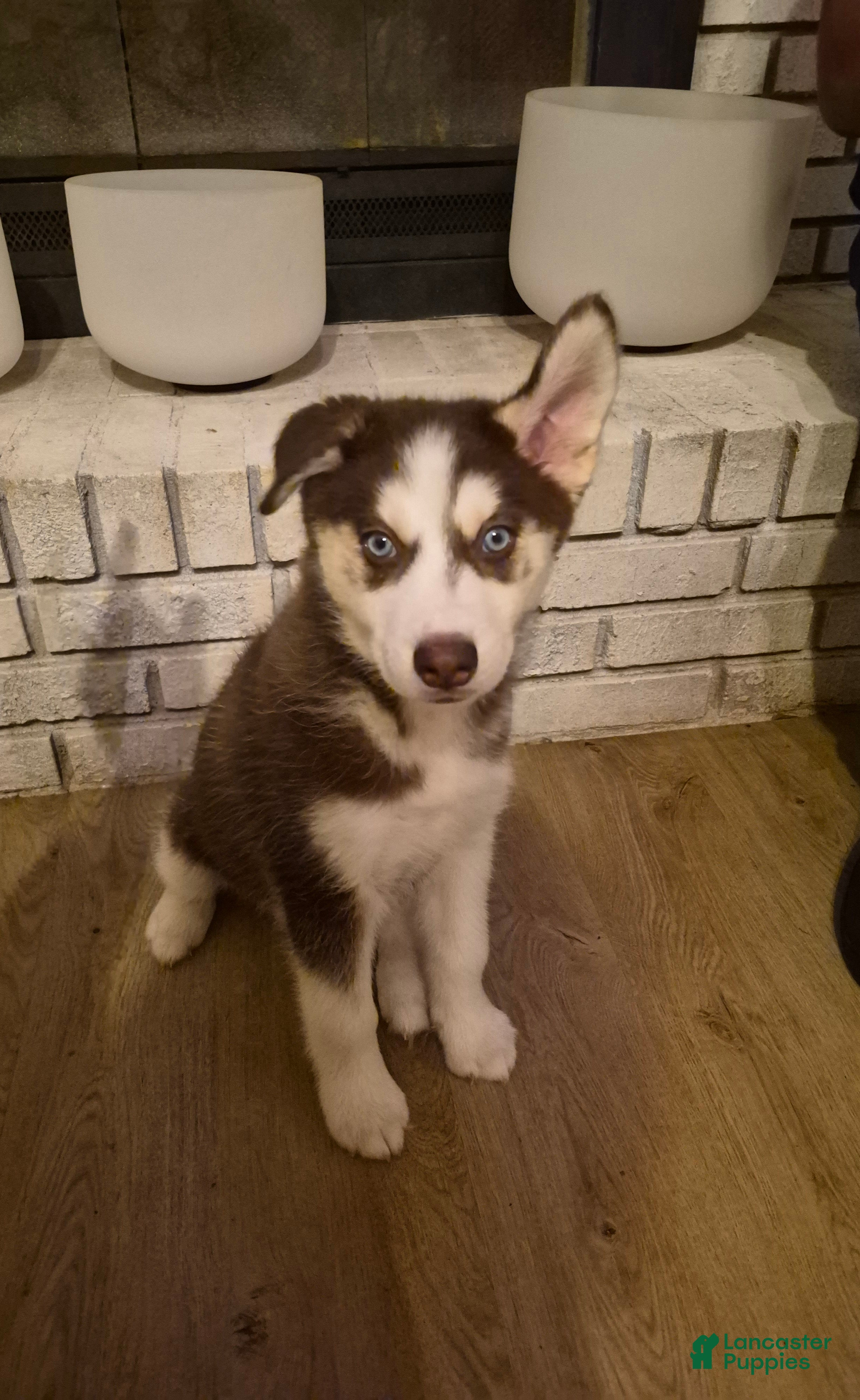 Siberian Husky dogs Bronx - Ad 40